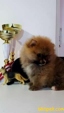 BABY FACE POMERANİAN BOO YAVRULARI 3