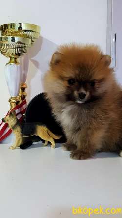 BABY FACE POMERANİAN BOO YAVRULARI 1