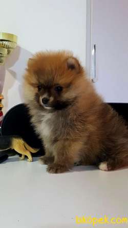 BABY FACE POMERANİAN BOO YAVRULARI 2