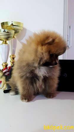 BABY FACE POMERANİAN BOO YAVRULARI 4