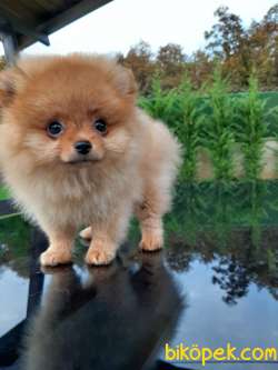 BABY FACE POMERANİAN BOO YAVRULARI 1