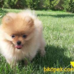 BABY FACE POMERANİAN BOO YAVRULARI 2