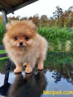 BABY FACE POMERANİAN BOO YAVRULARI 4