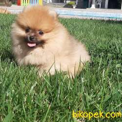 BABY FACE POMERANİAN BOO YAVRULARI 3