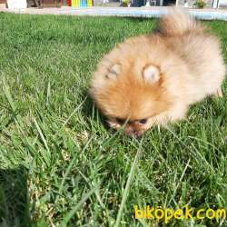BABY FACE POMERANİAN BOO YAVRULARI 5