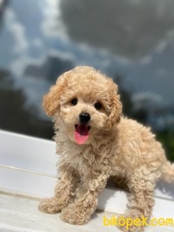 BABY FACE POODLE BEBEĞİMİZ 2