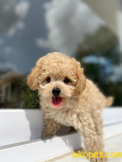 BABY FACE POODLE BEBEĞİMİZ 1