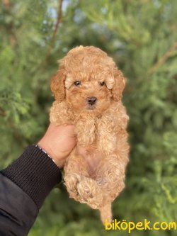 BABY FACE  POODLE BEBEĞİMİZ 1
