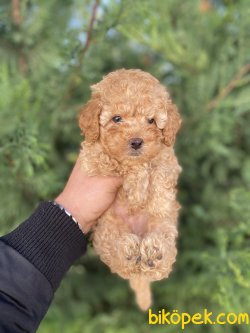 BABY FACE  POODLE BEBEĞİMİZ 3
