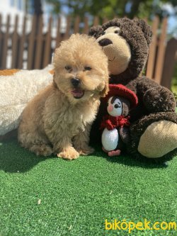 BABY FACE POODLE BEBEKLER 3