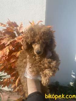 BABY FACE POODLE BEBEKLER 2
