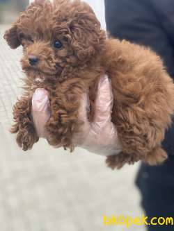 BABY FACE POODLE YAVRULAR 1