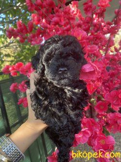 Baby Face Siyah Poodle Mini Toy Kızımız 3