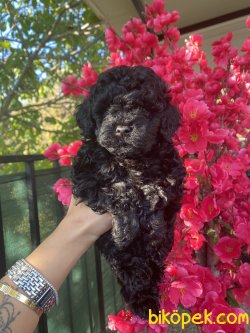 Baby Face Siyah Poodle Mini Toy Kızımız 1