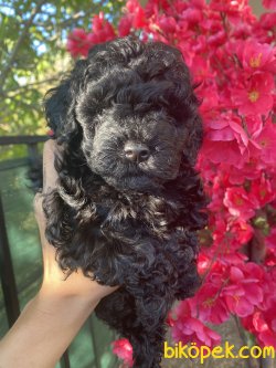 Baby Face Siyah Poodle Mini Toy Kızımız 2
