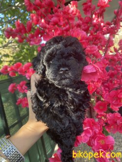 Baby Face Siyah Poodle Mini Toy Kızımız 4