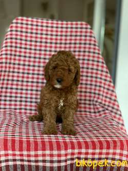 Baby Face Toy Poodle Bebeğim 2