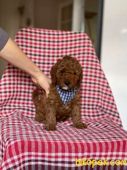 Baby Face Toy Poodle Bebeğim 3