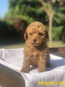 BABY FACE TOY POODLE BEBEKLER 2