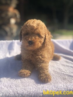 BABY FACE TOY POODLE BEBEKLER 1