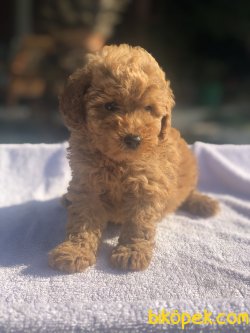 BABY FACE TOY POODLE BEBEKLER 3