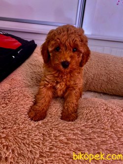 BABY FACE TOY POODLE BEBEKLER 1