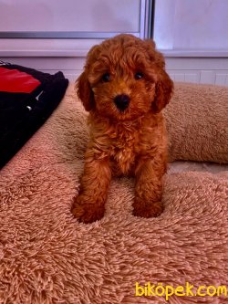 BABY FACE TOY POODLE BEBEKLER 3