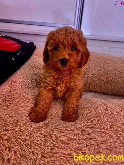 BABY FACE TOY POODLE BEBEKLER 2