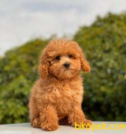 BABY FACE TOY POODLE BEBEKLER 3
