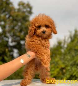 BABY FACE TOY POODLE BEBEKLER 4