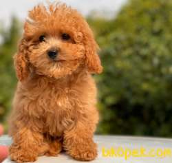 BABY FACE TOY POODLE BEBEKLER 1