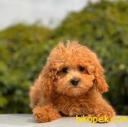 BABY FACE TOY POODLE BEBEKLER 2