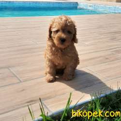 BABY FACE TOY POODLE YAVRULARI 1