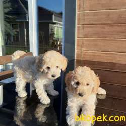 BABY FACE TOY POODLE YAVRULARI 3