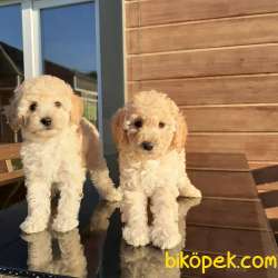 BABY FACE TOY POODLE YAVRULARI 2