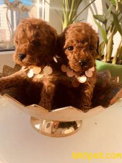 MÜKEMMEL BABY FACE TOY POODLE YAVRULARI 3
