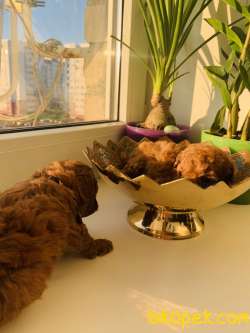 MÜKEMMEL BABY FACE TOY POODLE YAVRULARI 4