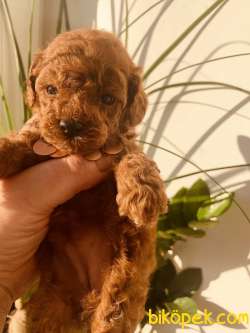 SATILIK BABY FACE TOY POODLE YAVRULARI 2