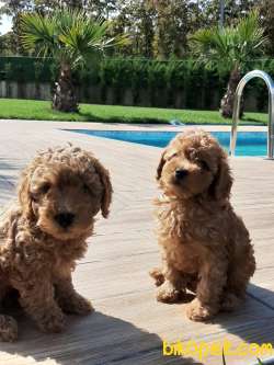 BABY FACE TOY POODLE Bebekleri 1
