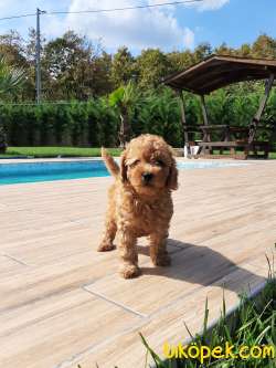 BABY FACE TOY POODLE Bebekleri 4