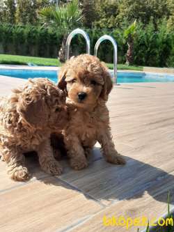 BABY FACE TOY POODLE Bebekleri 5