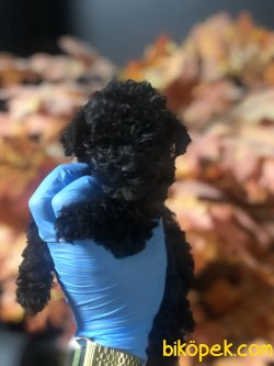 BABY FACE TOY POODLE YAVRULARIMIZ 3