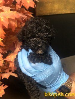 BABY FACE TOY POODLE YAVRULARIMIZ 2