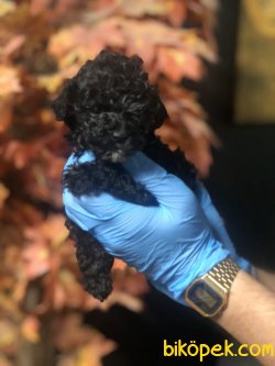 BABY FACE TOY POODLE YAVRULARIMIZ 1