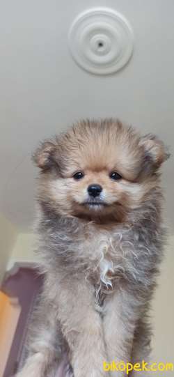 Baby Face Yavrularımız 3