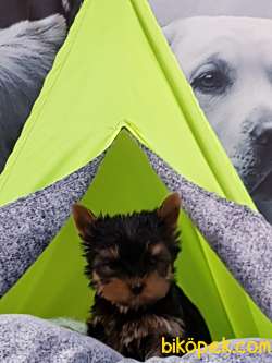 BABY FACE YORKSHIRE TERRIER YAVRULARI 1