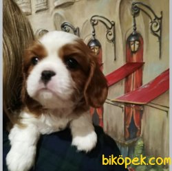 Baby Face Yüzlü Cavalier King Charles Yavrularımız 3