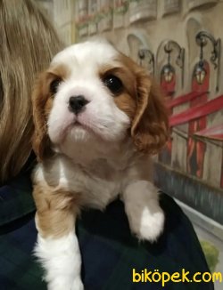 Baby Face Yüzlü Cavalier King Charles Yavrularımız 1