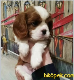 Baby Face Yüzlü Cavalier King Charles Yavrularımız 2