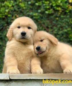 Baby Golden Yavrularımız 3
